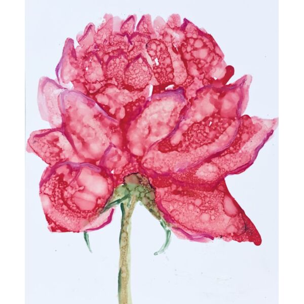 pink peony Thumbnail