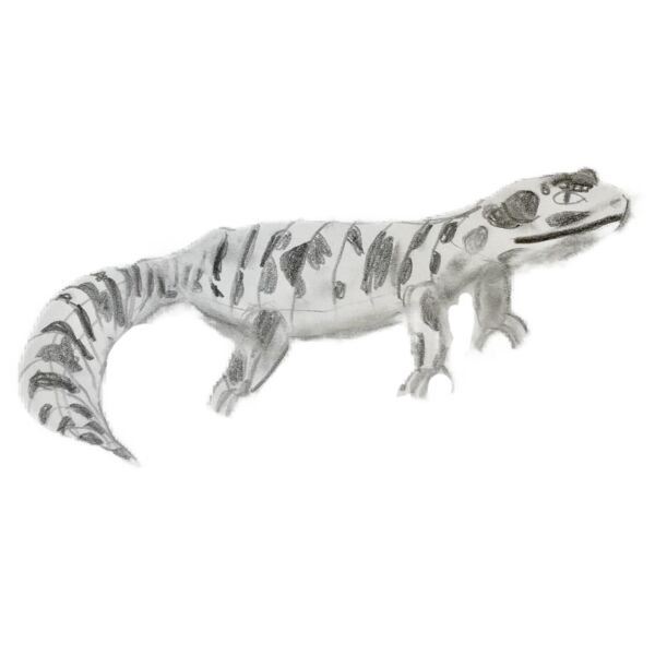 leopard gheko Thumbnail